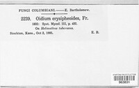 Golovinomyces biocellatus image
